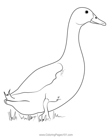 Pekin Duck Coloring Page for Kids - Free Ducks Printable Coloring Pages ...