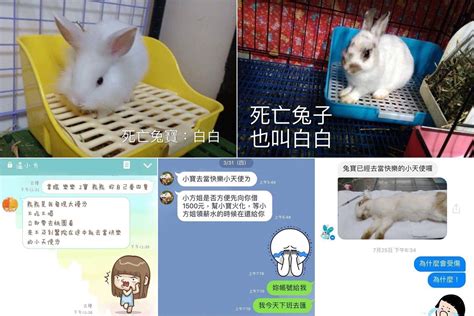 新竹黑心兔中途 1年消失11兔 | 社團法人中華民國保護動物協會