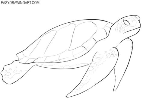 Image result for Beginner Turtle Art Tutorial