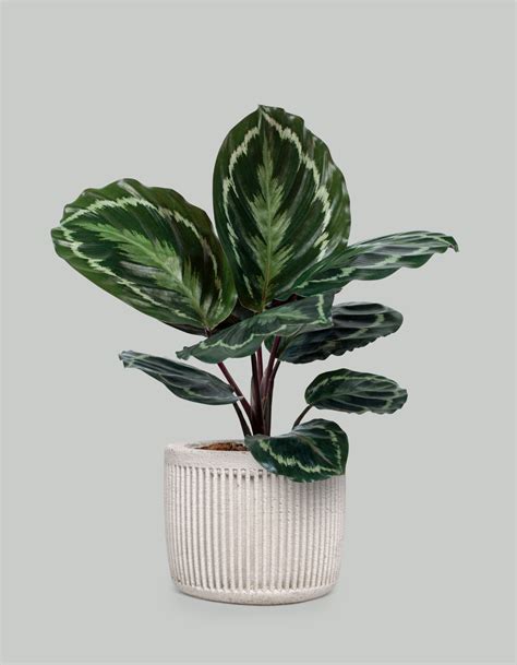 Why Your Business Needs Indoor Plants – Plant Studio LLC