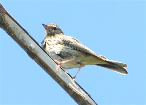 Observation 的图像结果