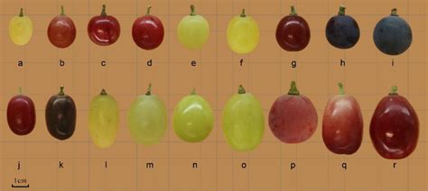 Frontiers | Comprehensive metabolomics-based analysis of sugar ...