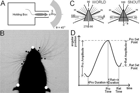Right–Left Asymmetries in the Whisking Behavior of Rats Anticipate Head Movements | Journal of ...