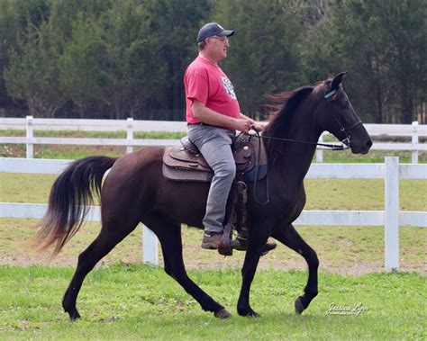 Scott MacGregor, 11 Stone Ln, Temple, NH, United States, New Hampshire ...