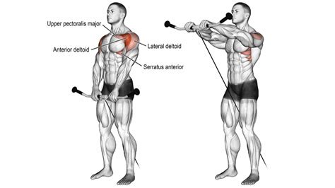 Best Anterior deltoid (Front Deltoid) Exercises & Workout