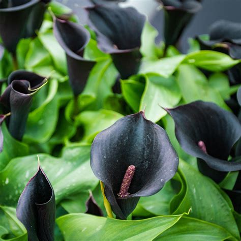 Elegance Redefined: Calla Lily Black Flower Bulbs for Stunning Gardens ...