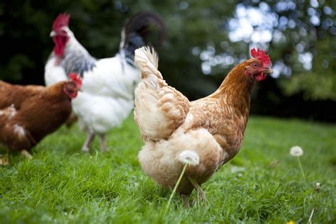 Chicken Breeds For Beginners Best Egg Laying Chickens For Your