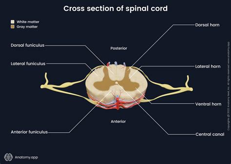Spinal cord | Encyclopedia | Anatomy.app | Learn anatomy | 3D models ...
