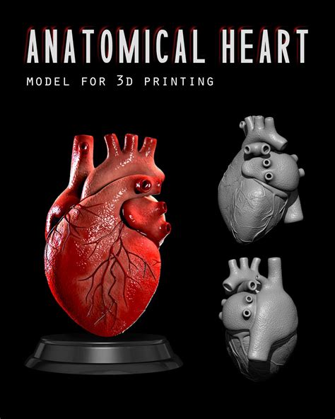 Anatomical Human Heart - 3D model by aguslusky on Thangs