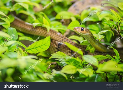 Green Grass Snake