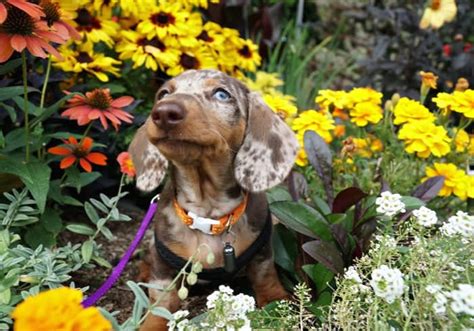 iBUYPOWER Mouse Color Settings 的图像结果