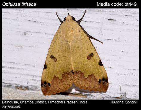 Ophiusa tirhaca (Cramer, [1777]) - Green Drab | Moths