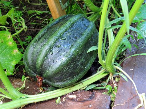 Kamo Bandz Exclusive Content Leaked Latest File Updates #963