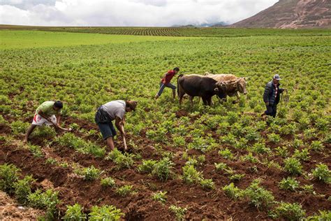 Agriculture In Peru
