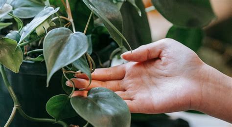 How to Care for Your Philodendron Heartleaf