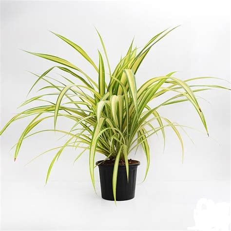 Pandanus Variegated Golden Plant freeshipping - PadmamNursery – Padmam ...