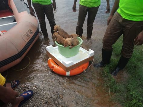 Chennai rain: Viral video shows rescue services personnel walking in ...