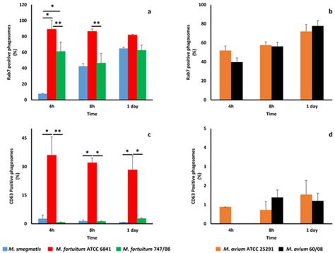 Nontuberculous Mycobacteria Persistence in a Cell Model Mimicking ...