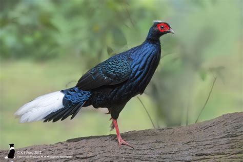 Vietnamese Pheasant 越南鹇 (Lophura Hatinhensis) Dove Pigeon, Peafowl, Exotic Birds, Pheasant ...
