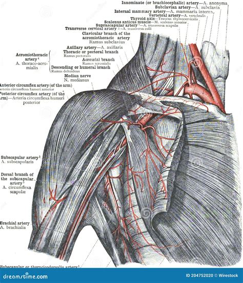 Anatomy of Posterior Humeral Circumflex Artery Stock Photo - Image of human, humeral: 204752020