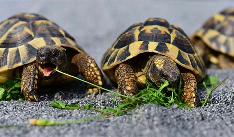 10 Awesome Tortoise Species (With Pictures): The Complete Guide