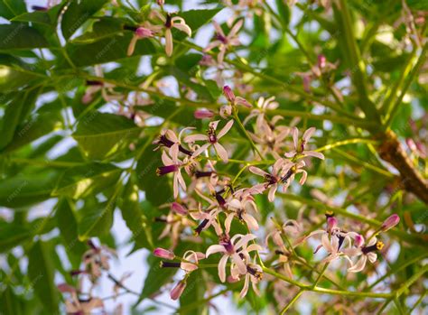 Premium Photo | Melia azedarach (chinaberry tree, pride of india ...
