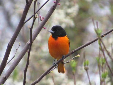 Rocky River Nature Center | Cleveland Metroparks