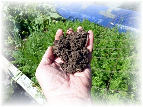 Gardening for Life - Discovering New Ways To Feed The World: BETTER ...