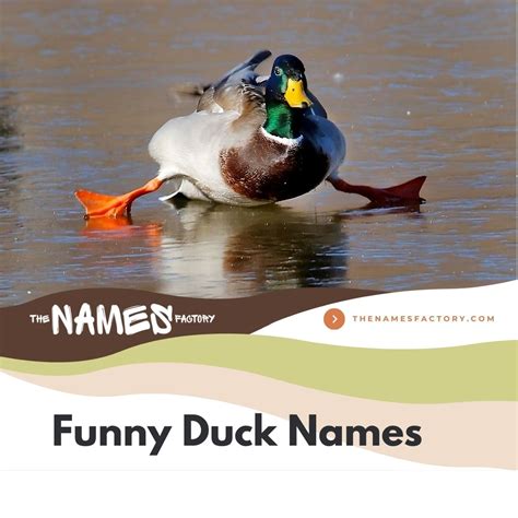 420+ Best Duck Names That Are Perfect For Your Buddy