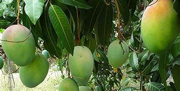 PlantaZee All Season Gardens Exotic Hybrid Rare Dwarf Malgova Mango ...