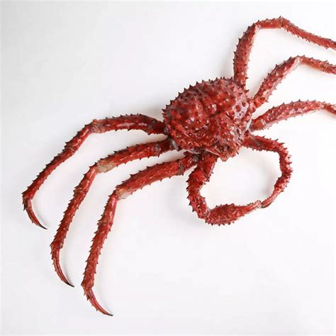 Giant King Crab