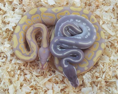 Image result for Purple Ball Python