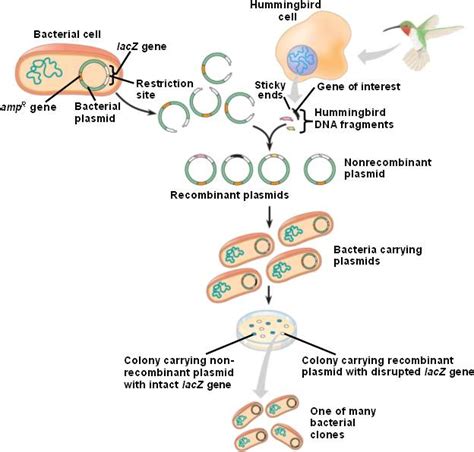 Cloning 的图像结果