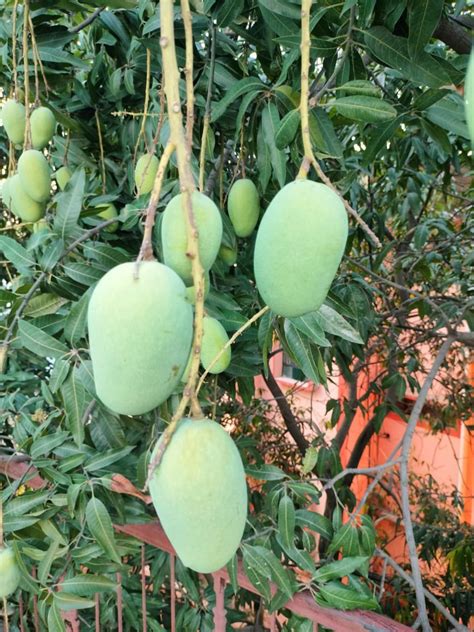 Image result for Mango Types Mango Varieties