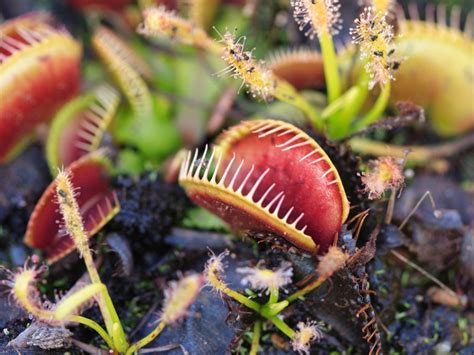Plants You Didn’t Know Were Endangered: Surprising Endangered Plants | Gardening Know How