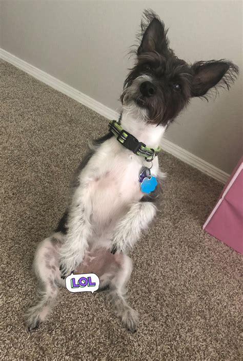 TW Pornstars - Carmita Bonita 🍑💋. Twitter. Getting extra caffeinated today to cam early, film ...