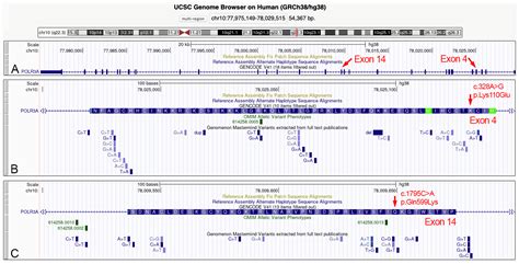 Identification of a Novel Missense Mutation of POLR3A Gene in a Cohort ...