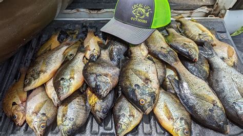 Image result for Shellcrackers On Bottom