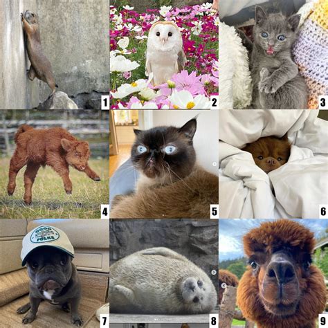 Animal Emotion Scales at Dinah Grant blog