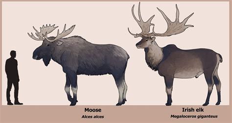 Moose Size Comparison Moose Are Absolute Units YouTube