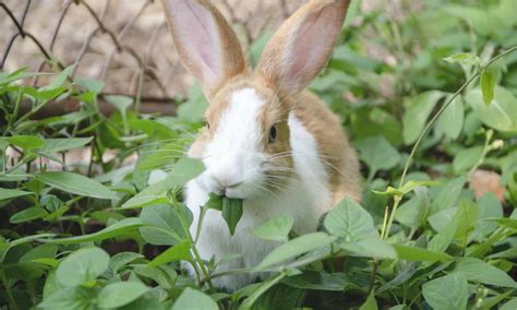 What Prevents Rabbits From Eating Plants