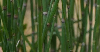 Kristu Jayanti College, Bengaluru