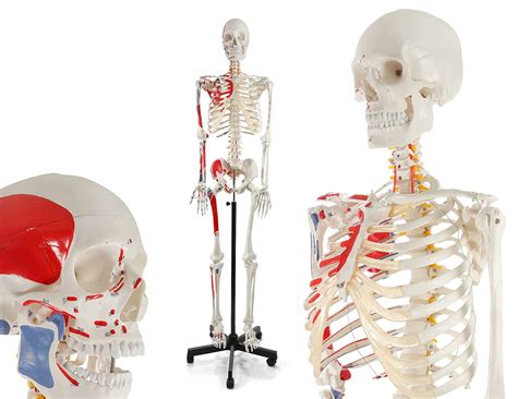 Buy UIGJIOG Life Size Medical Human Skeleton Model with Numbered ...
