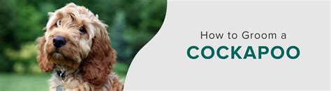 Image result for Groom Cockapoo Feet