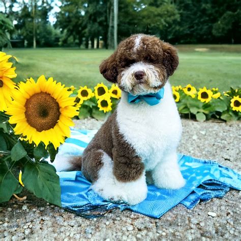 Image result for Cockapoo vs Labradoodle