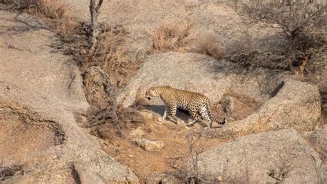 World Wildlife Day: Discovering India's incredible fauna | TimesTravel