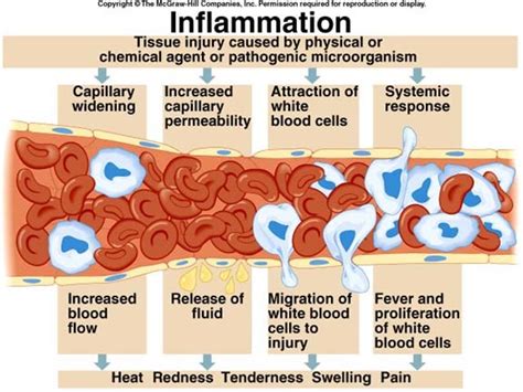 Inflammation Process Steps 的图像结果