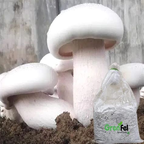 Mushroom 1200Gm White Milky Mushrooms 1st Generation Spawn/Seeds ...
