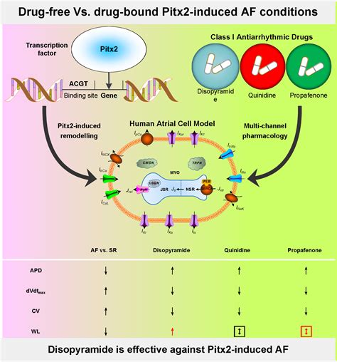 In Silico Assessment of Class I Antiarrhythmic Drug Effects on Pitx2 ...