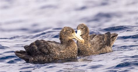Northern and Southern Giant Petrel courtship and breeding – Alex Aitkenhead